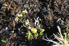Draba pilosa