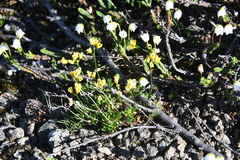 Draba pilosa