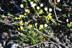 Draba pilosa