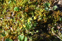 Draba pilosa
