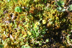 Draba pilosa