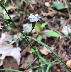 Symphyotrichum simmondsii
