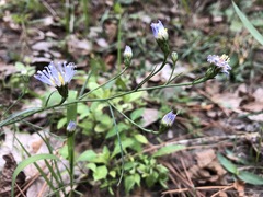 Symphyotrichum simmondsii