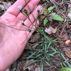 Symphyotrichum simmondsii