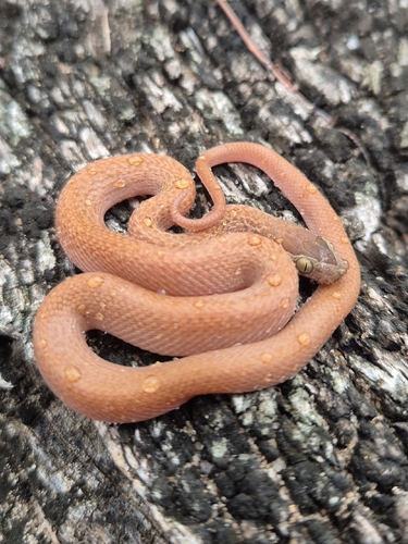 Cape House Snake