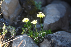 Draba pilosa