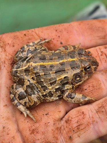 Edible bullfrog
