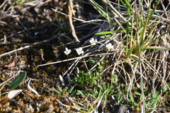 Draba lactea
