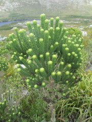 Aspalathus capitata