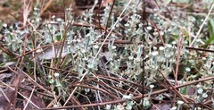 Cladonia rappii
