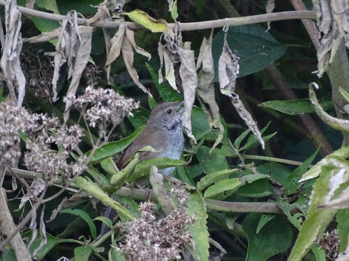 Javan Bush Warbler