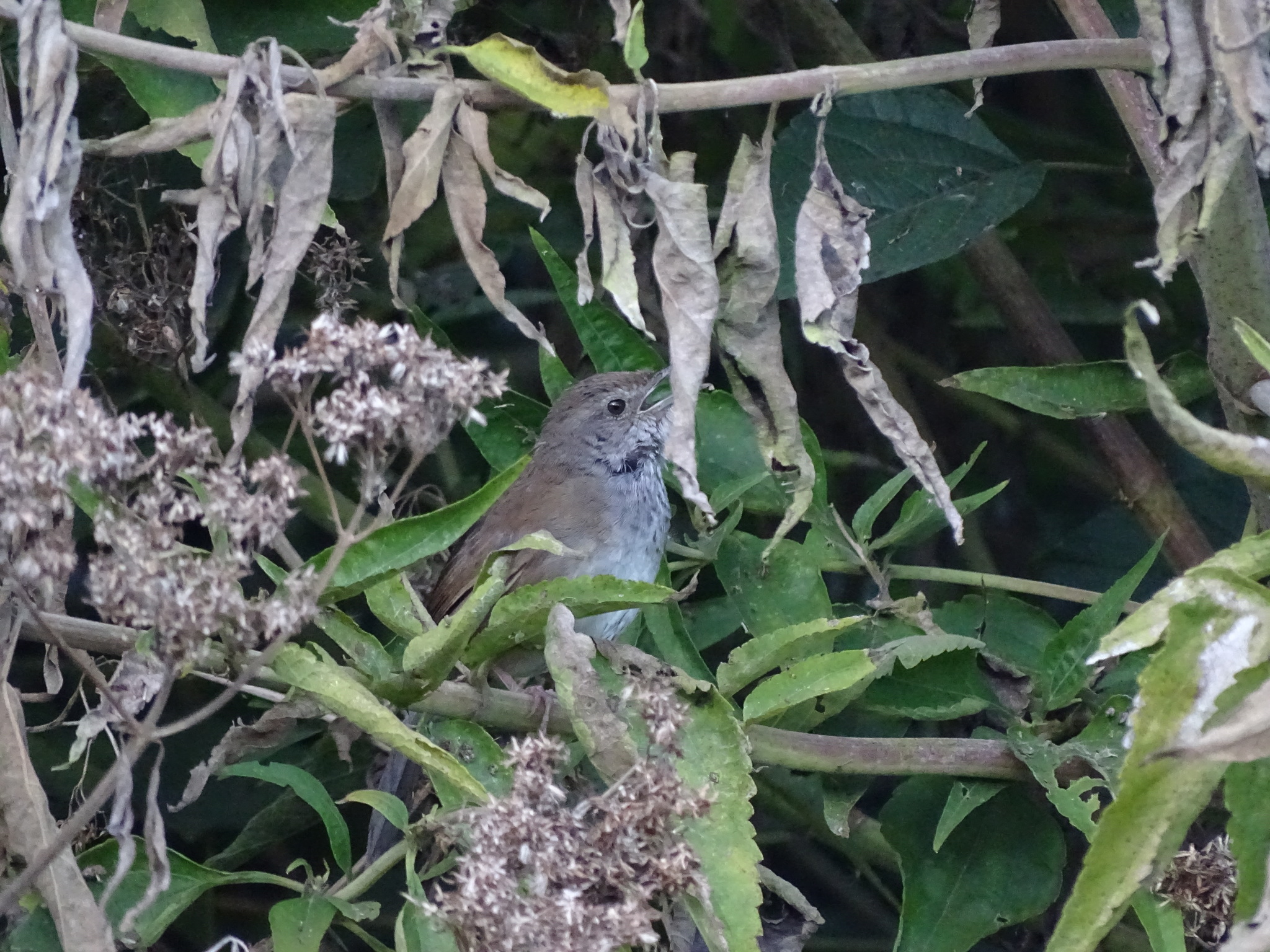 Javan Bush Warbler (Locustella montis), photo 7