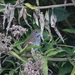 Javan Bush Warbler - Photo (c) Julia Moning, some rights reserved (CC BY), uploaded by Julia Moning