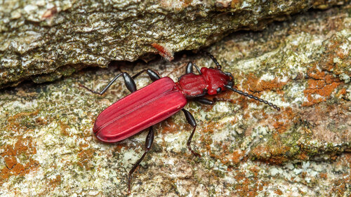 Cucujus cinnaberinus
