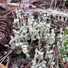 Cladonia rappii