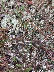 Cladonia rappii