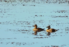 Thalassornis leuconotus