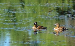 Thalassornis leuconotus