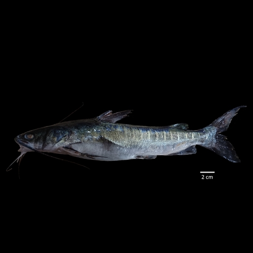 Sagor sea catfish (Hexanematichthys sagor) — Ariidae — 2