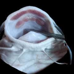 Sagor Sea Catfish photo 2
