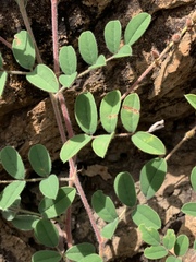 Indigofera williamsonii