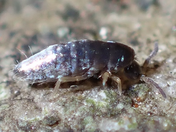 Lepidocyrtus violaceus