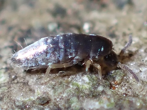 Lepidocyrtus violaceus