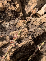 Indigofera williamsonii