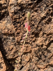 Indigofera williamsonii