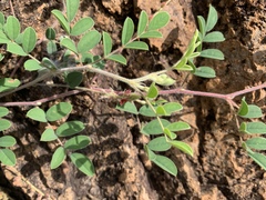 Indigofera williamsonii