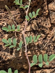 Indigofera williamsonii