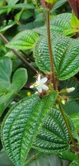 Clidemia hirta, recorded fruiting