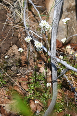 Draba sambukii