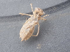 Sympetrum costiferum