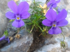 Viola dubyana