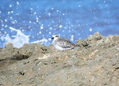 Pluvialis squatarola