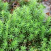 Haircap Mosses and Allies - Photo (c) Avery, some rights reserved (CC BY-NC), uploaded by Avery