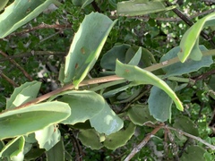 Cissus rotundifolia var. rotundifolia image