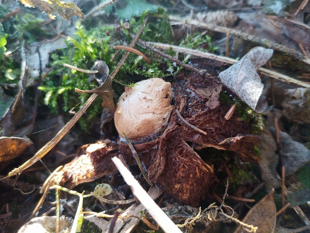 Geastrum michelianum · December 2025 · photo: © jolinarm (iNaturalist, cc-by)