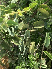 Cissus rotundifolia var. rotundifolia image