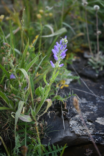 Spiked Bellflower (Campanula spicata)