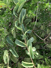 Cissus rotundifolia var. rotundifolia image