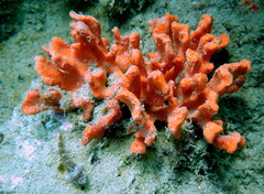 Clathria