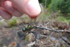 Somatochlora alpestris
