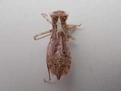 Sympetrum costiferum