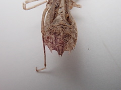 Sympetrum costiferum