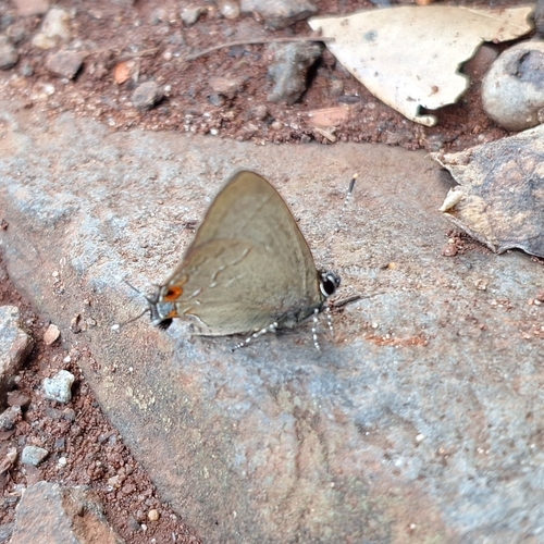 Arzecla nubilum