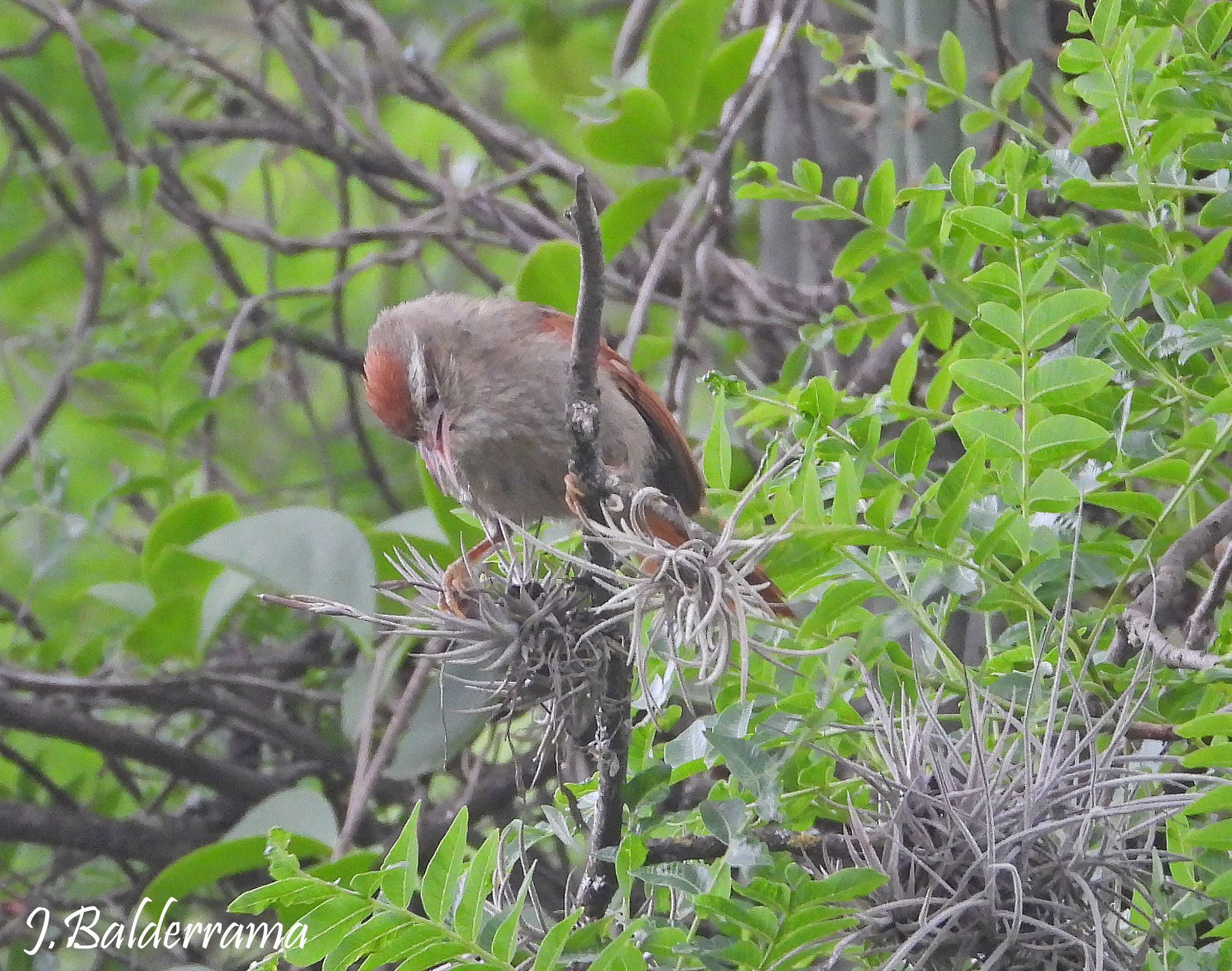 Bolivian Spinetail (Cranioleuca henricae), photo 2