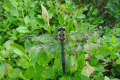 Somatochlora alpestris