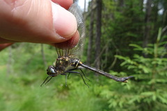 Somatochlora arctica